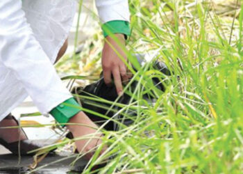 Alberi a vento, energia pulita