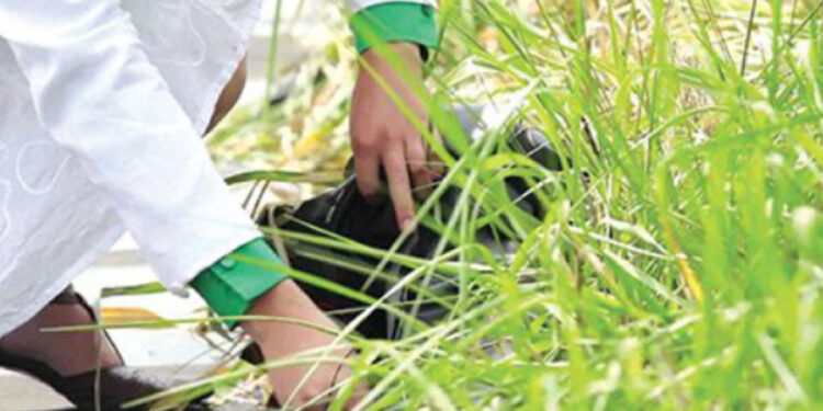 Alberi a vento, energia pulita