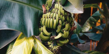 La banana ci salverà