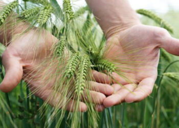 La simbiosi batte gli ogm