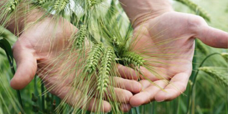 La simbiosi batte gli ogm