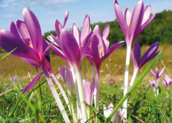 Le medicine dagli alberi a rischio estinzione