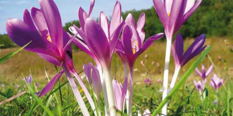 Le medicine dagli alberi a rischio estinzione