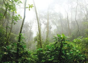 L’intelligenza delle foreste contro la stupidità umana