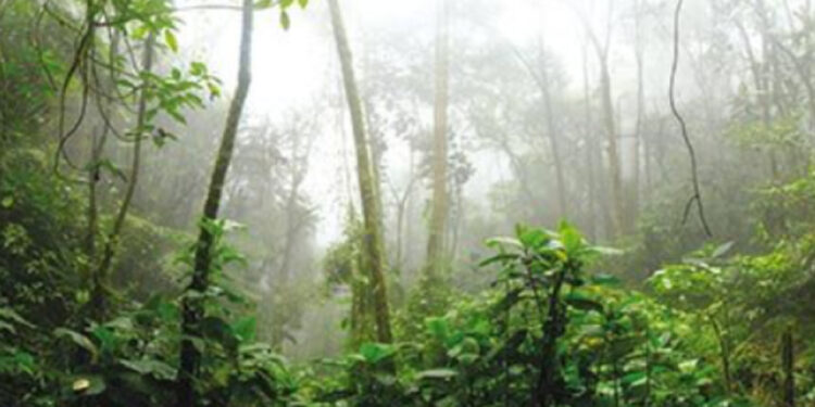 L’intelligenza delle foreste contro la stupidità umana