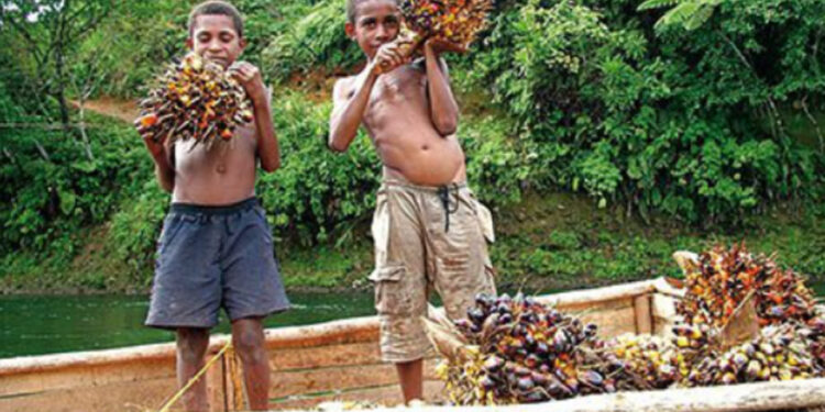 L’alternativa naturale all’olio di palma