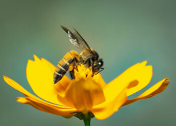 Aria e acqua pulita copiando la Natura