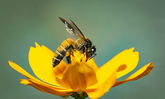 Aria e acqua pulita copiando la Natura