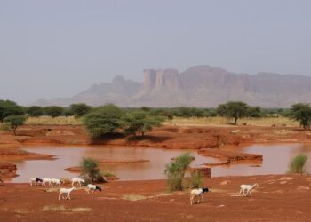 Le piante “altruiste” che incrementano la biodiversità