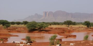 Le piante “altruiste” che incrementano la biodiversità