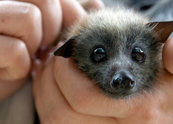 I nostri amici pipistrelli