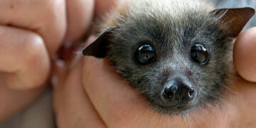 I nostri amici pipistrelli