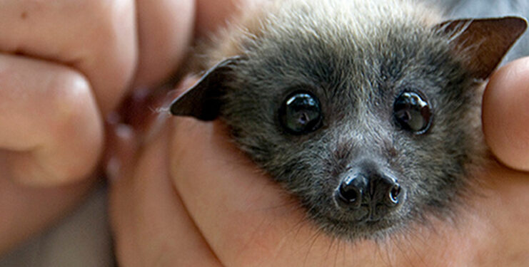 I nostri amici pipistrelli