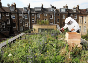 Le città salveranno le api