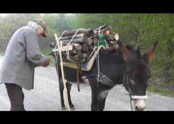 Insegnare a Trump come si scarica la “soma” di un un asino