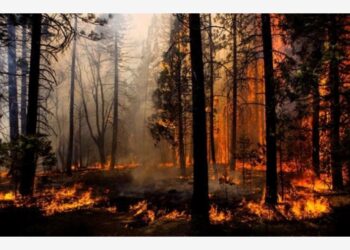 Estate senza incendi? E’ possibile e costa poco