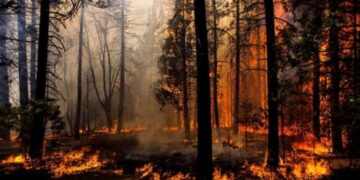 Estate senza incendi? E’ possibile e costa poco