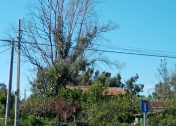 Vaccino per il Covid 19? Copiare le piante che si curano da sole