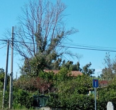 Vaccino per il Covid 19? Copiare le piante che si curano da sole