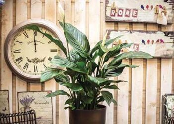 Piante che purificano l’aria