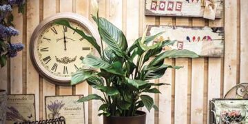 Piante che purificano l’aria