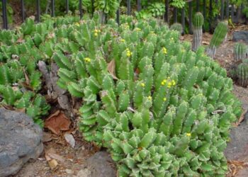 Il dolore cronico spento con una sostanza naturale