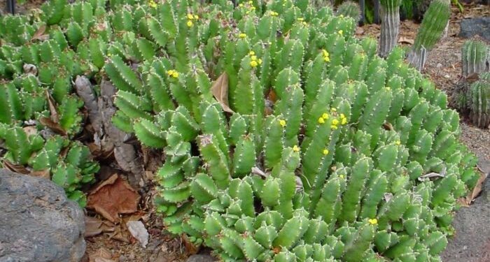 Il dolore cronico spento con una sostanza naturale