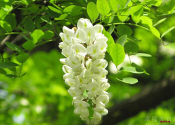 La sostanza naturale che blocca il Covid 19