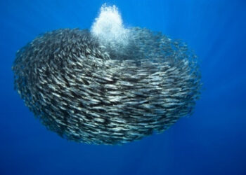 L’energia rinnovabile ispirata dalle sardine