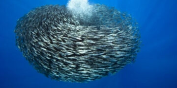L’energia rinnovabile ispirata dalle sardine