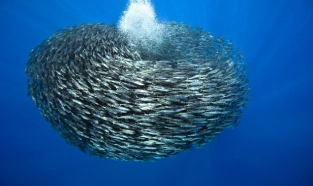 L’energia rinnovabile ispirata dalle sardine