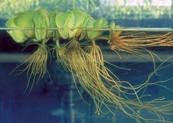 Prodotti antinquinamento bio-ispirati più semplici ed efficaci