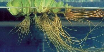 Prodotti antinquinamento bio-ispirati più semplici ed efficaci