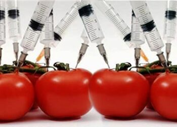 Il fallimento definitvo degli OGM