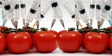 Il fallimento definitvo degli OGM