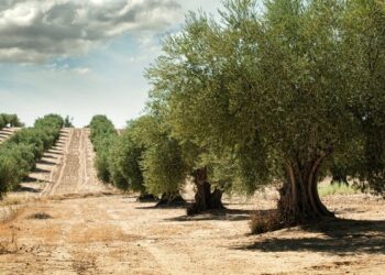 Idee per il futuro: micro pagamenti per coltivare alberi