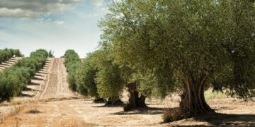 Idee per il futuro: micro pagamenti per coltivare alberi