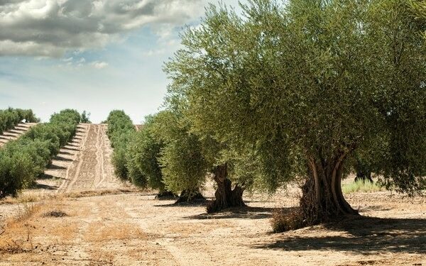 Idee per il futuro: micro pagamenti per coltivare alberi