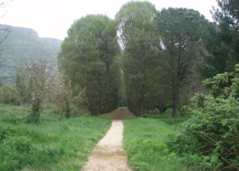 Abbassare la febbre del pianeta con un bosco a costo zero