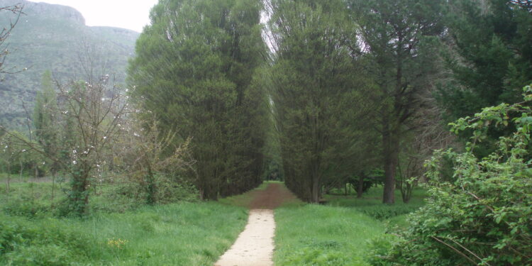 Abbassare la febbre del pianeta con un bosco a costo zero