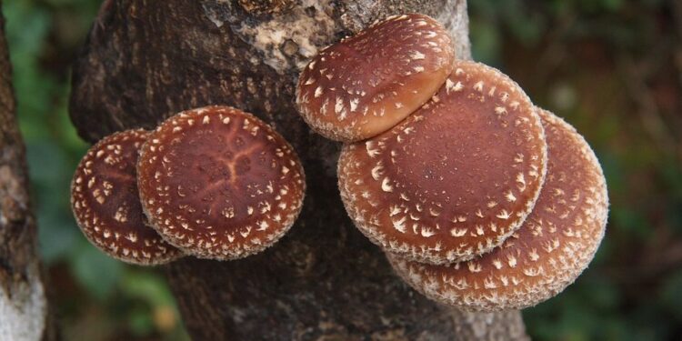 Fare affari con la Natura: i funghi