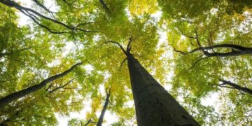 Servizi ecosistemici: la ricchezza inconsapevole