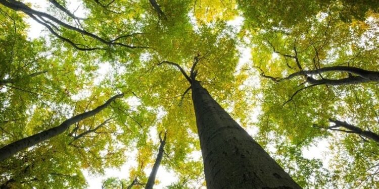 Servizi ecosistemici: la ricchezza inconsapevole