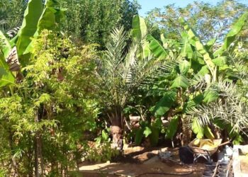 Foreste alimentari, progetti per la sostenibilità e lo spirito comunitario