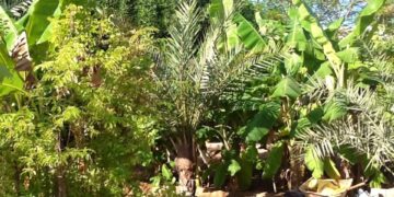 Foreste alimentari, progetti per la sostenibilità e lo spirito comunitario