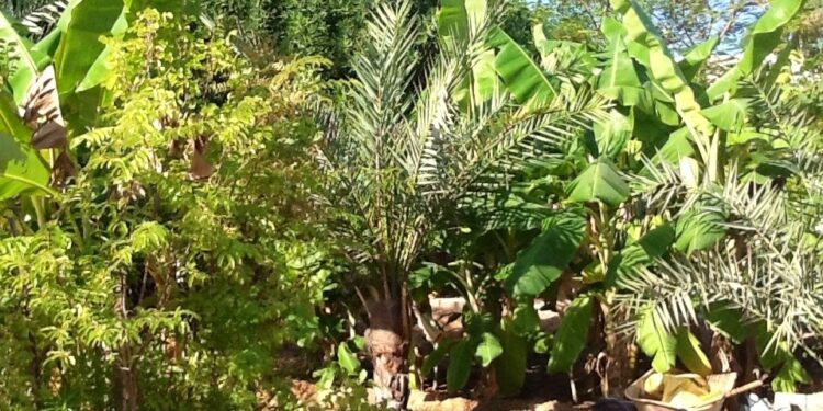 Foreste alimentari, progetti per la sostenibilità e lo spirito comunitario