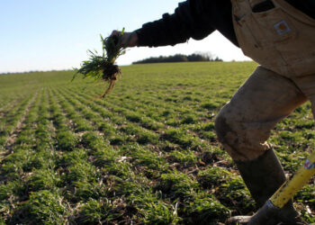 Le sfide vinte dai piccoli contadini contro OGM e i cambiamenti climatici (prima parte)