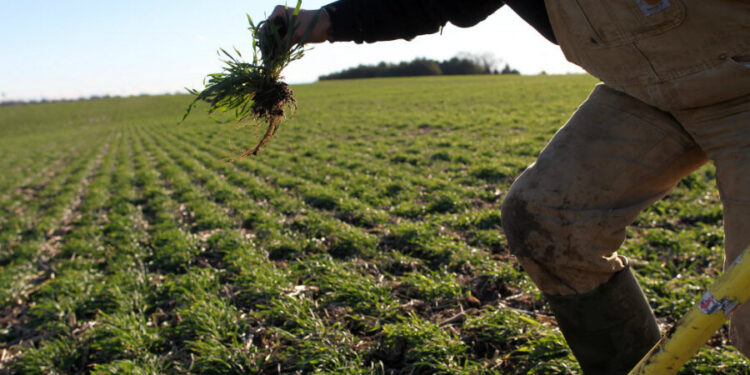 Le sfide vinte dai piccoli contadini contro OGM e i cambiamenti climatici (prima parte)