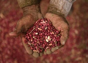 Le sfide vinte dai piccoli contadini contro gli OGM e i cambiamenti climatici (seconda parte)