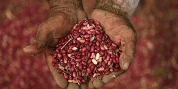 Le sfide vinte dai piccoli contadini contro gli OGM e i cambiamenti climatici (seconda parte)